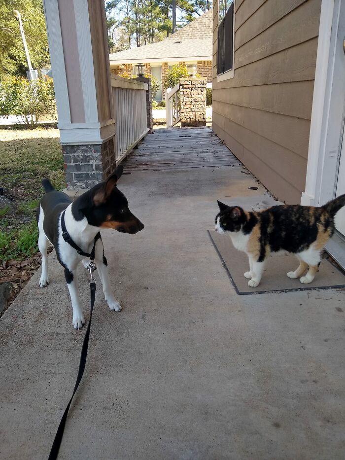 Our Neighbors Got A Cat For Their Kids. Apparently This Cat Hates Kids, So Now It Only Goes Home To Eat And Spends The Rest Of Every Minute On My Porch. Roscoe (I Have No Idea What Her Real Name Is) Also Hates My Dog, But Not As Much As She Hates Her Owners, So Now I Just Have To Watch My Step Every Time I Come Outside So I Don't Step On Her