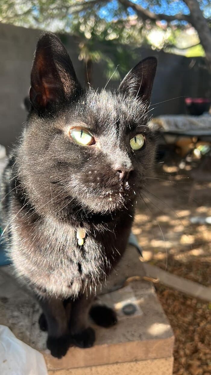 My House, Not My Cat. This Is Piper, She Is Being Reunited With Her Parents As We Speak (Get Your Pets Chipped!)