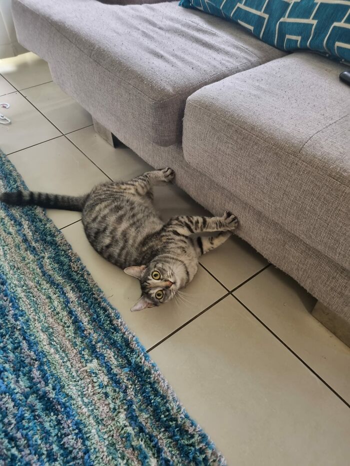 The Other Day I Posted About The Orange Cat That Comes And Hangs Out At My Place From Across The Back Fence. This Is His Mummy Cat Who Also Visits From Time To Time 🥰 She Doesn't Stay Long And Only Comes A Couple Of Times A Week, I Suspect To Say Hello To Her Son Cat Practically Lives Here