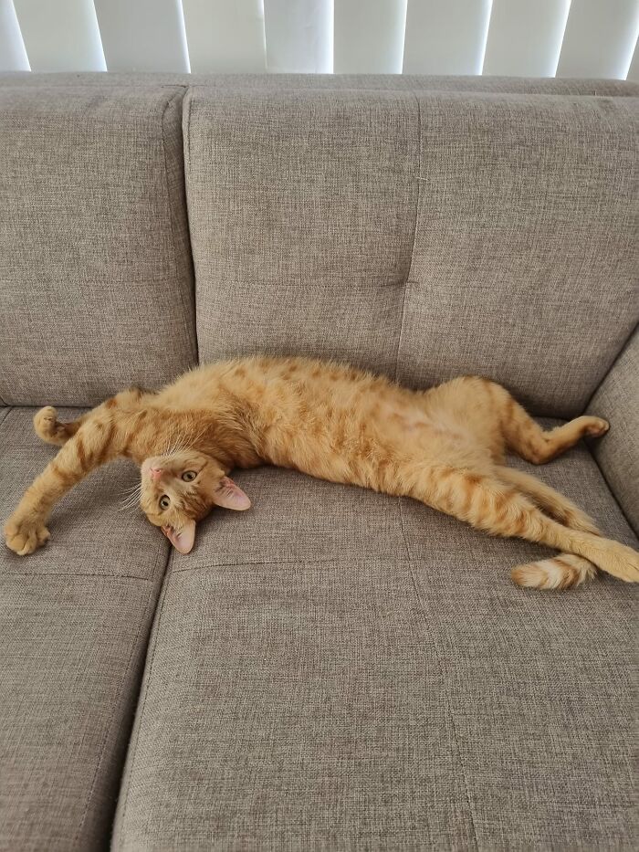 My House But Not My Cat