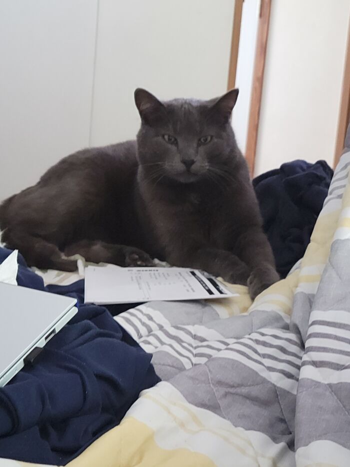 This Is Not My Cat. He Will Come Inside And Sleep On My Bed But I Cannot Talk Him Into Snuggling With Me. Yet