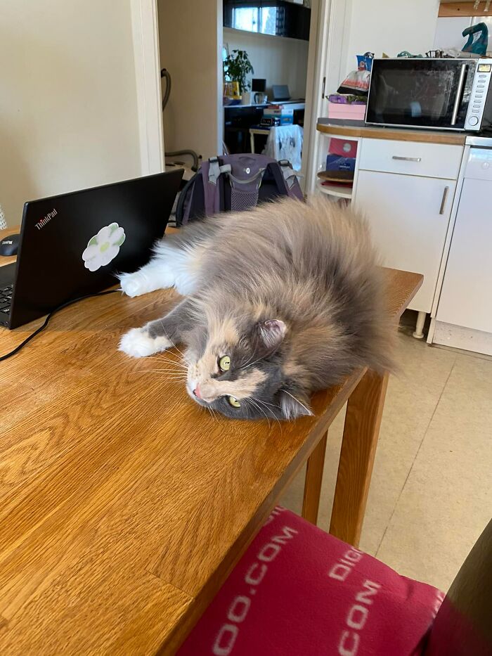 My Boyfriend’s Place So Technically Not My House But Still Not My Cat. It’ Not His Cat Either. Strolled In From Outside And Had A Good Look Around