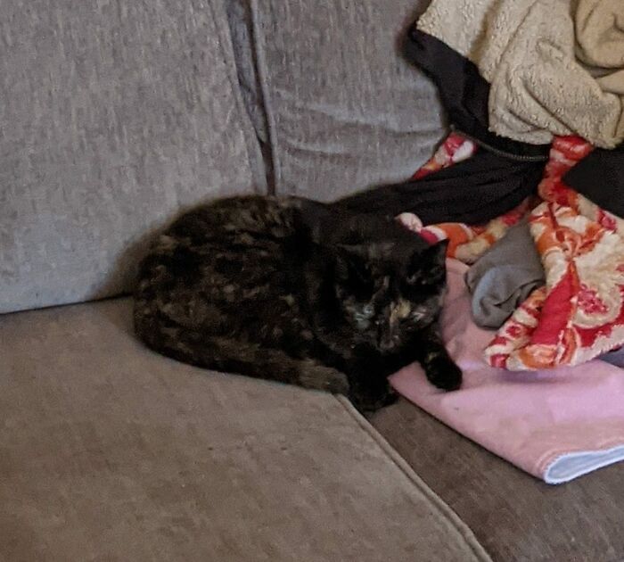 A Month Ago I Heard Meowing On Our Front Porch. My Husband Opened The Door And This Little Kitten Walked In And Promptly Laid On The Couch Like She's Always Lived Here