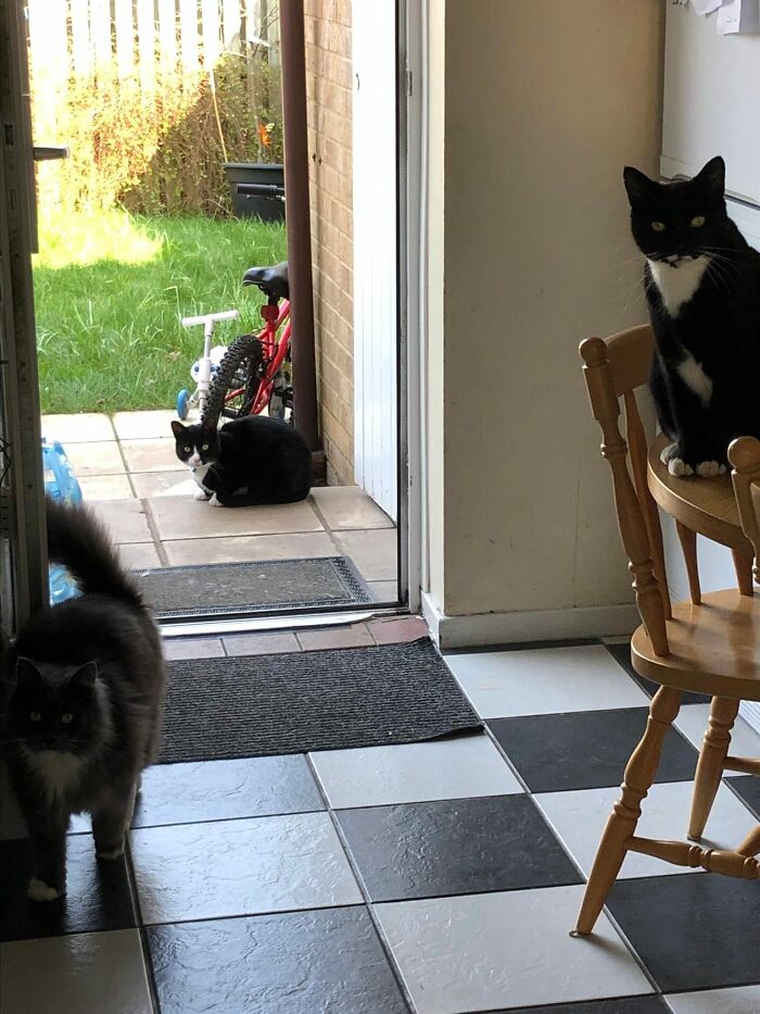 My House, 3 Cats, All Of Them Not Mine