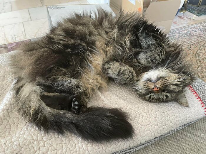 Mr Gaston…..my #notmycat… The Kitty Who Refuses To Go Home…. This Is His Third Day Without Leaving Our House… 🤷🏻‍♀️… I Do Suspect That He Has Gone From #notmycat To #congratssuckeryouhaveanewkitty Well My Other Two Loves Him So I’m Guessing He’s Staying