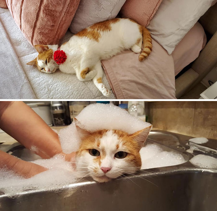 8 Years Ago This Beauty Was Eating Food With Ants Crawling All Over It, Had Fur That Felt Like Straw, And Would Cower Each Time Anyone Would Attempt To Pet Her