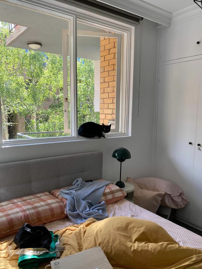 My House, Definitely Not My Cat