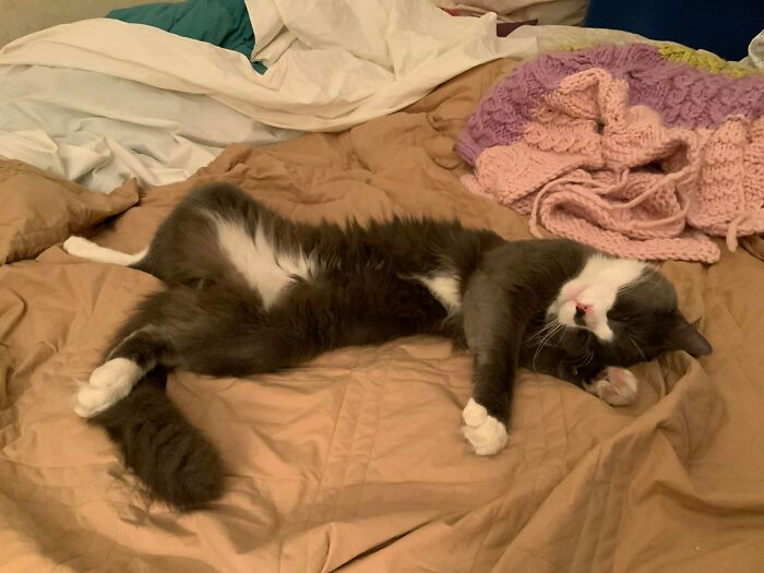 My House, Now My Cat. He Has Made Himself Thoroughly At Home. No Pictures, Please! We Napping