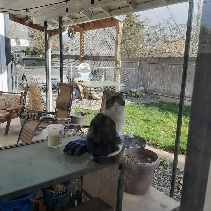 2 Years Ago This Pretty Girl Started Visiting. She Gets Breakfast And Dinner And The Hubby Made Her A Warm House To Hang Out In Over The Winter. She Lives Across The Alley. So, Not Our Cat, But We Love Her