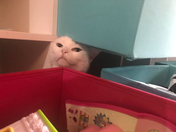 This Is Lilly (Our Name For Her), Our Next Door Neighbours Deaf Cat Who Left Her Lovely Home About 4 Years Ago And Decided To Adopt Us Instead