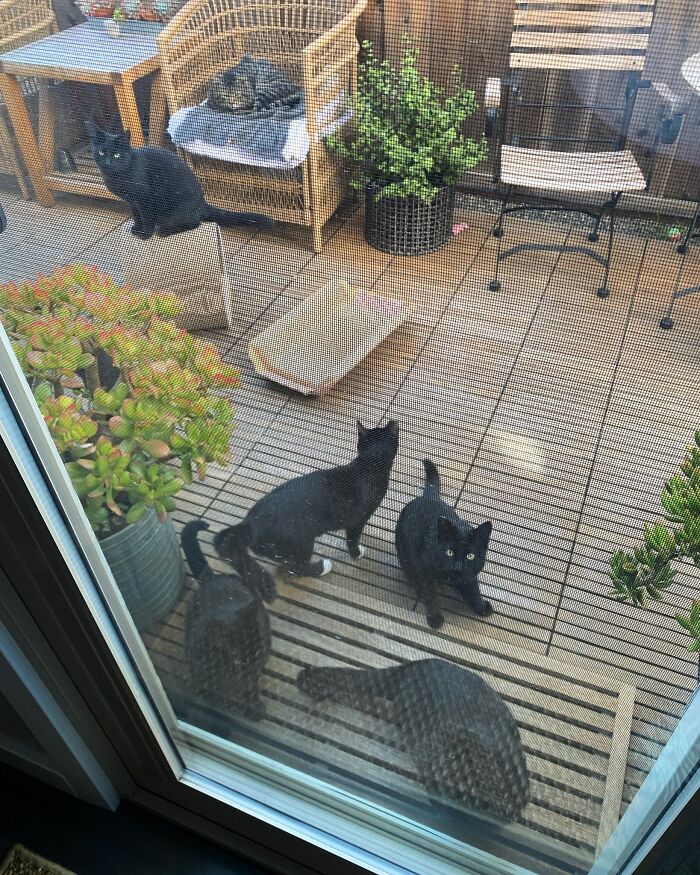 My House, Not My Cats