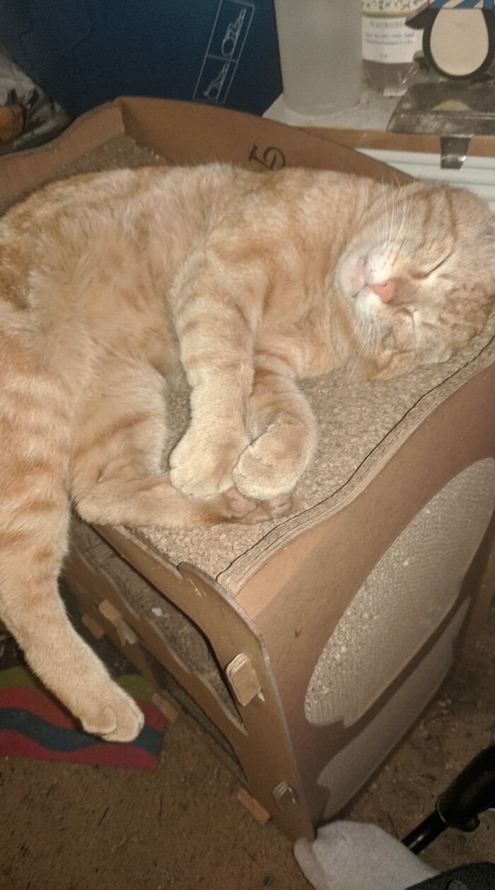 Woody Has Been Coming Inside Almost Every Day Now Because Our Weather Has Been So Freaky. Nevertheless, He Is Still Not Our Cat. He Eats Outside Most Of The Time Still. How Do Cats Live Through Naps, Honestly?