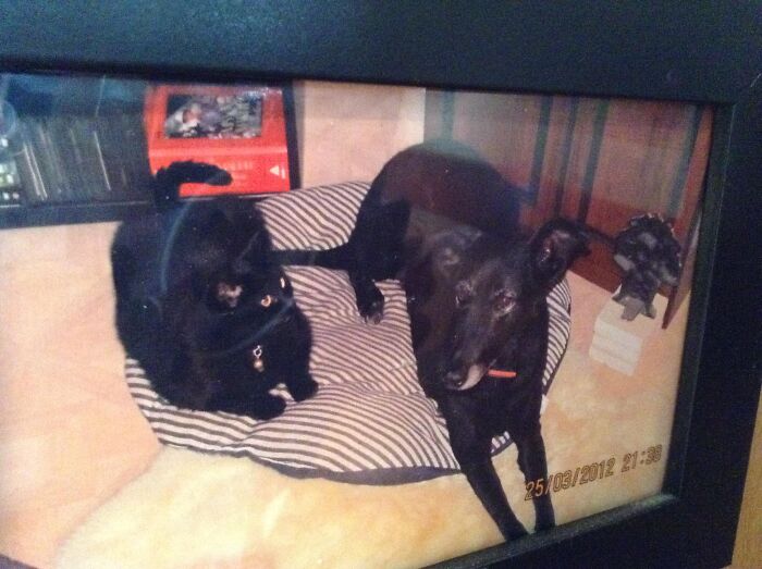 This Was My Toby, He Turned Up As A Hungry Kitten, As They Often Do