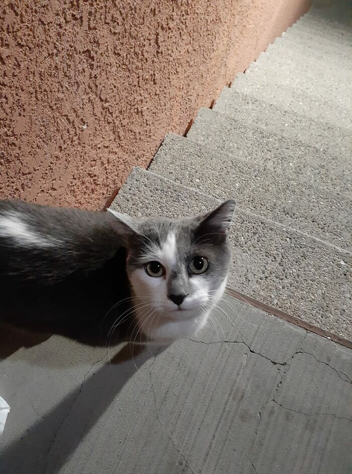 Allow Me To Introduce All Of You Fine People To My Mhnmc, 'Girlie'