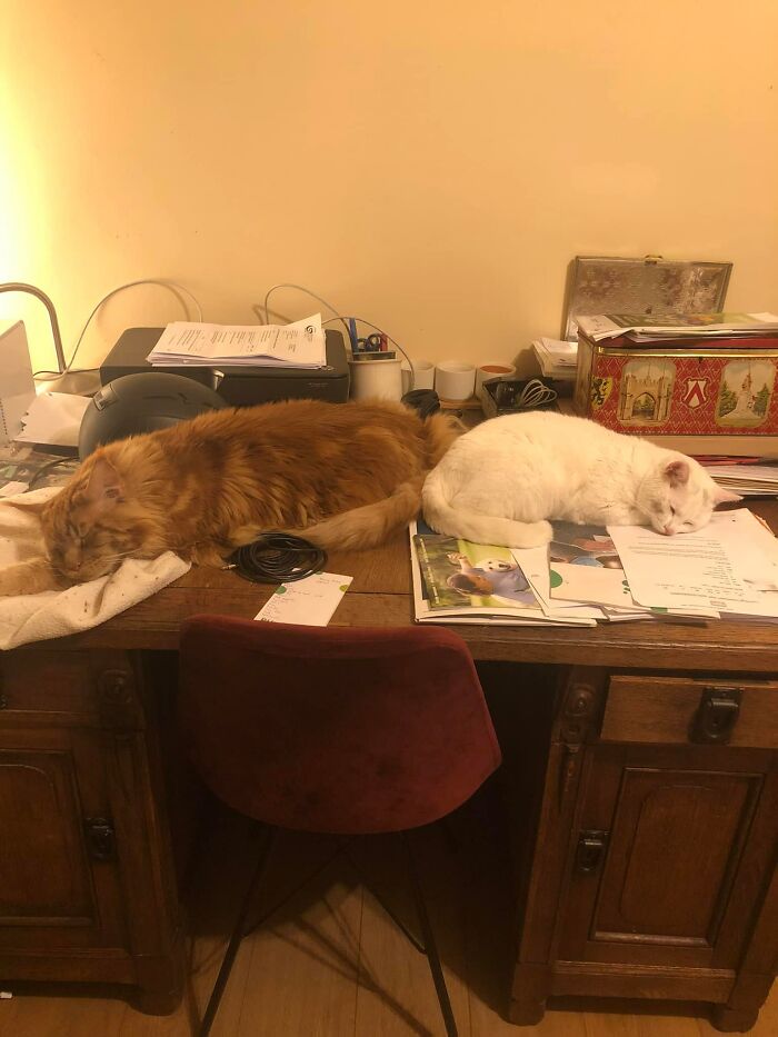 My Cat And Not My Cat In My Desk …. The Red One Is Mine, White Boy Almost Mine