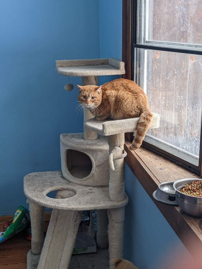 2 Mornings This Week We've Woken Up To Stranger Cat In Our House. Not Sure Where He Came From. We Think He Was Dumped. He Comes In The Cat Door That Only Opens In And Can't Get Back Out