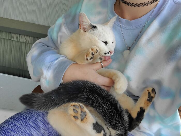 I Have 3 Cats. None Of Them Are Outside Kitties. This Little Guy Technically Belongs To My Neighbors. But He Lives On My Porch Or In My Tree Part Time