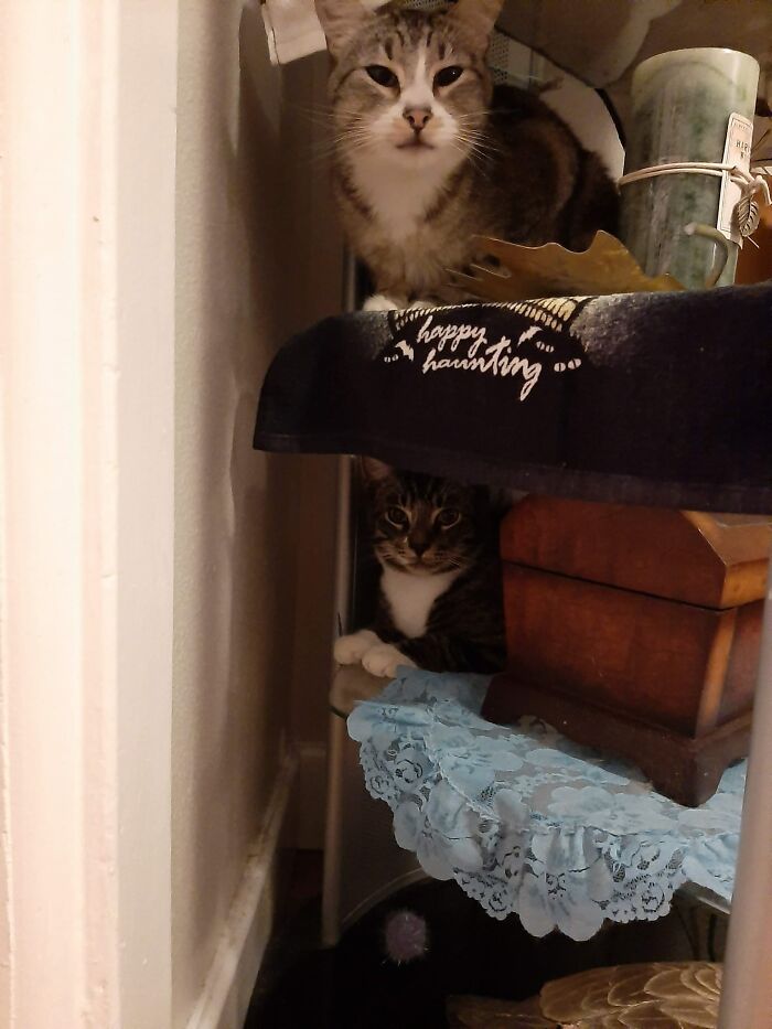 Top Cat Is Mine. Bottom Cat Is Not