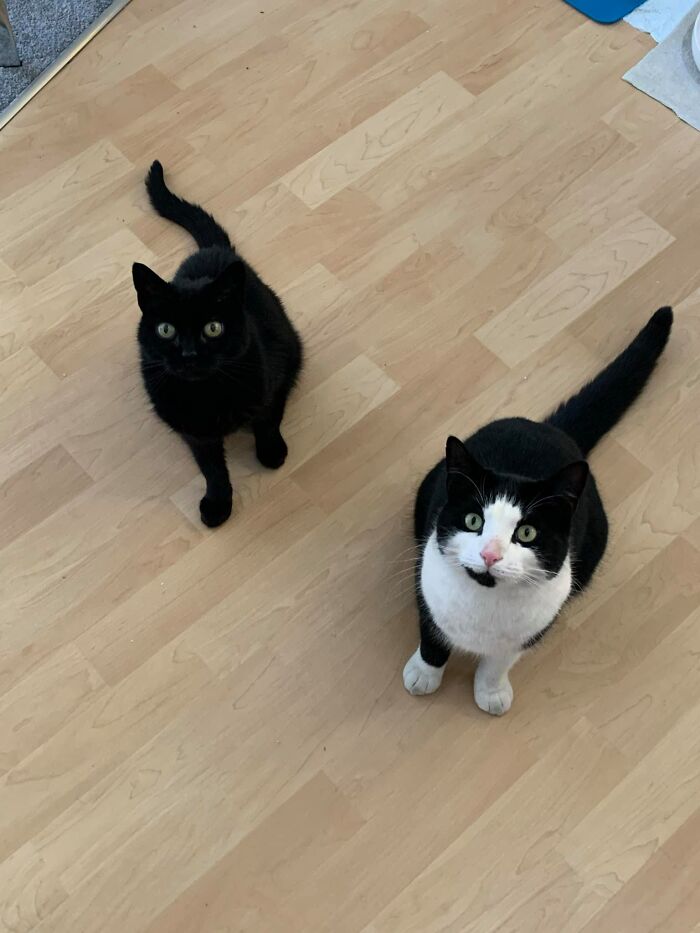 I Thought I Should Join In Over Here So Hi! One Of These, Is Not My Cat. It’s Been Two Years Of Him Visiting Now And I Have Endless Photos