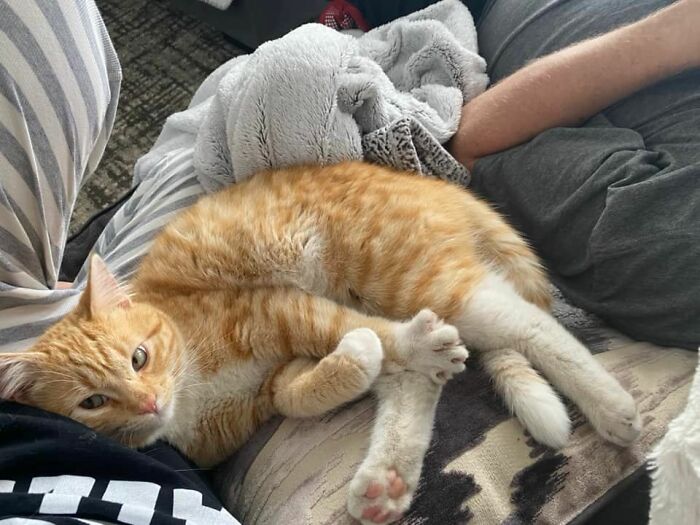 My House, Not My Cat, Here For His Daily Visit. Our Boy Kevin Is Outside Plotting Our Demise