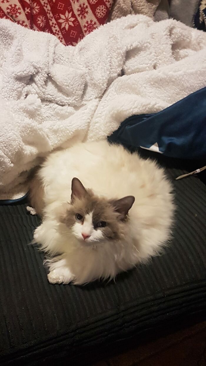 My House, My Sofa, My Comfy Ass Imprint In The Sofa...not My Half Cat Half Cloud!!!