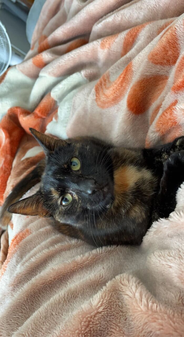 My House, My Bed, My Lap - Not My Cat