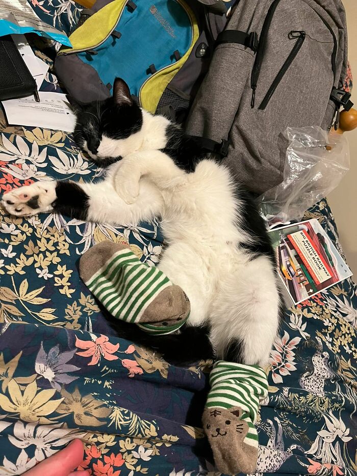 My House, My Socks, Not My Cat. Couldn’t Resist This And He Is Such A Placid Good Boy That He Didn’t Even Stir!