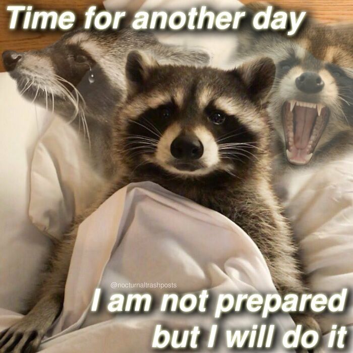 Nocturnal-Trash-Posts-Raccoon-Memes-Instagram