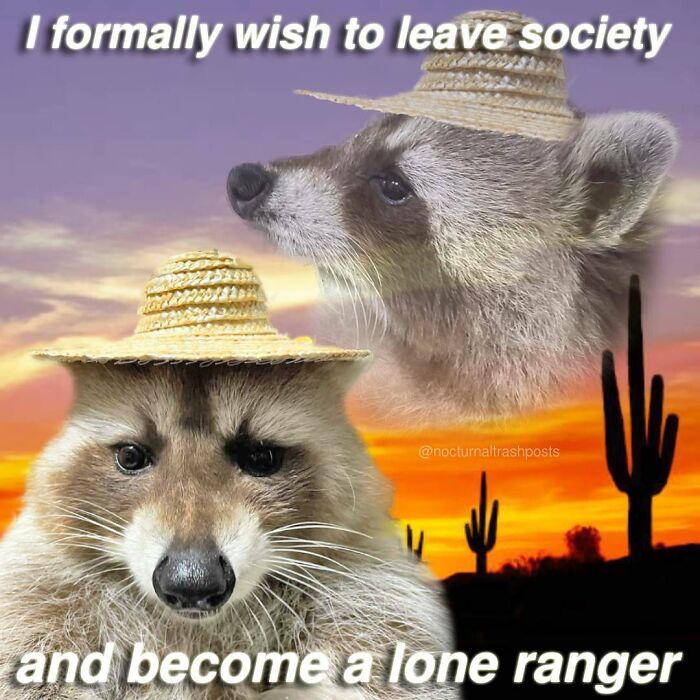 Nocturnal-Trash-Posts-Raccoon-Memes-Instagram