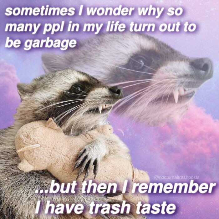 Nocturnal-Trash-Posts-Raccoon-Memes-Instagram