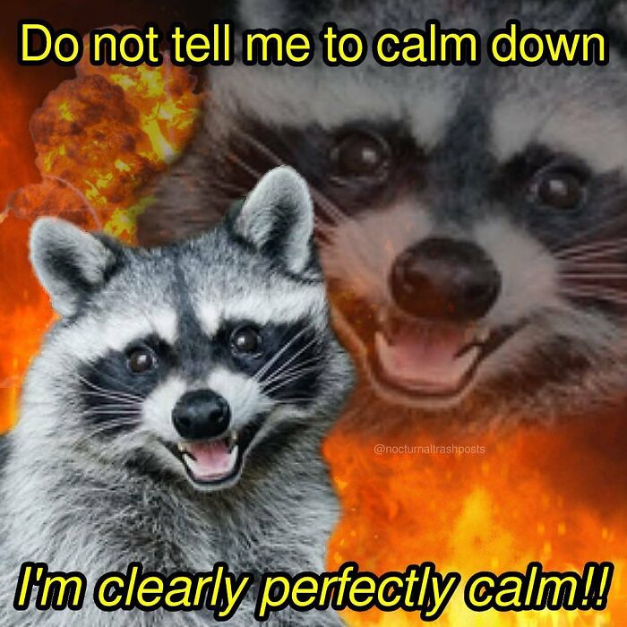 Nocturnal-Trash-Posts-Raccoon-Memes-Instagram