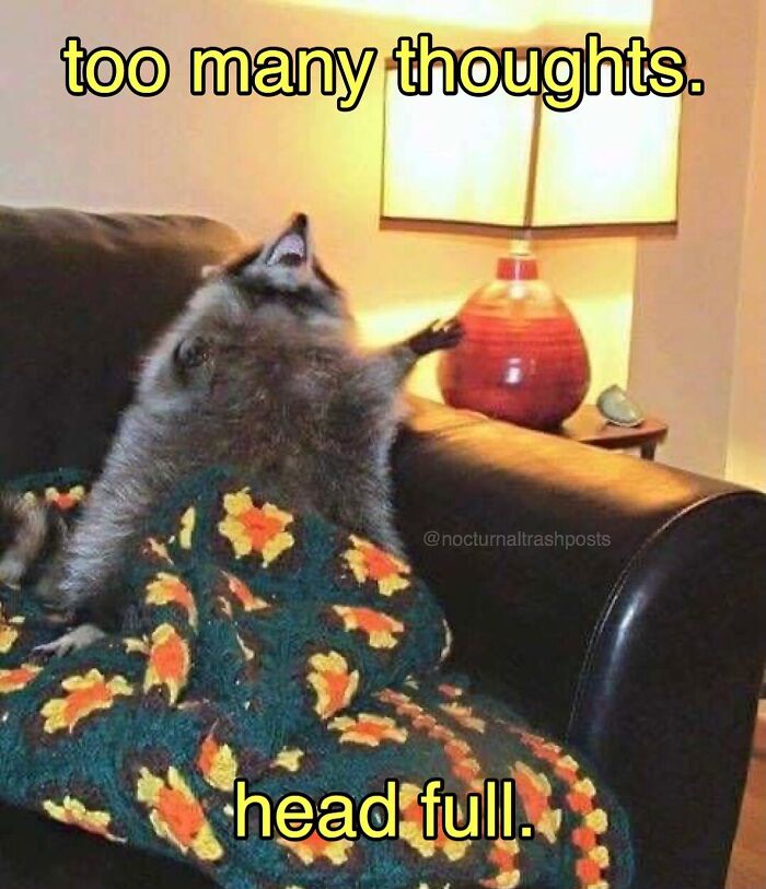 Nocturnal-Trash-Posts-Raccoon-Memes-Instagram
