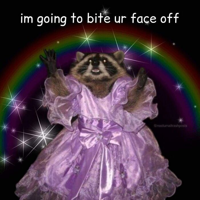 Nocturnal-Trash-Posts-Raccoon-Memes-Instagram