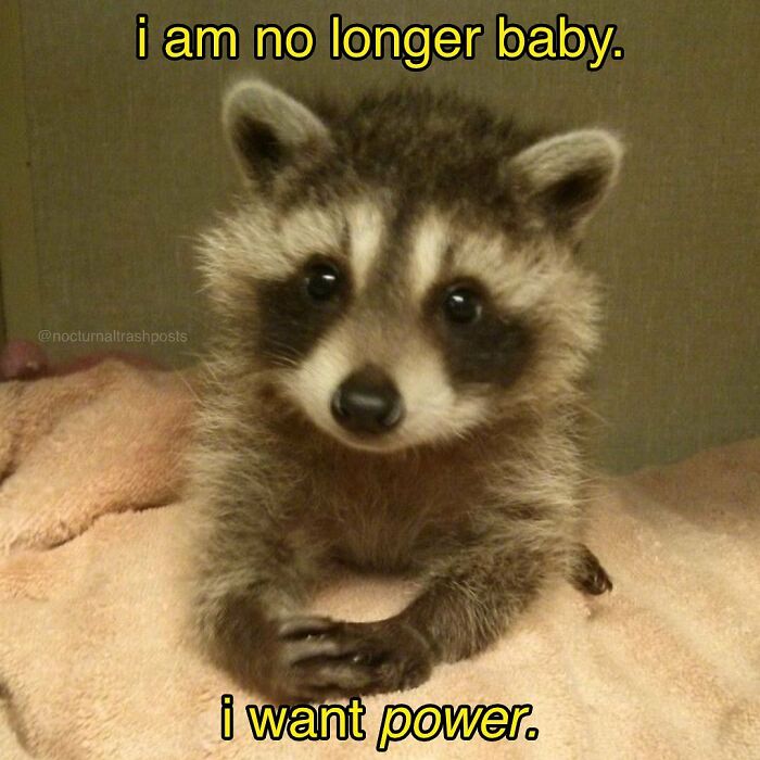 Nocturnal-Trash-Posts-Raccoon-Memes-Instagram