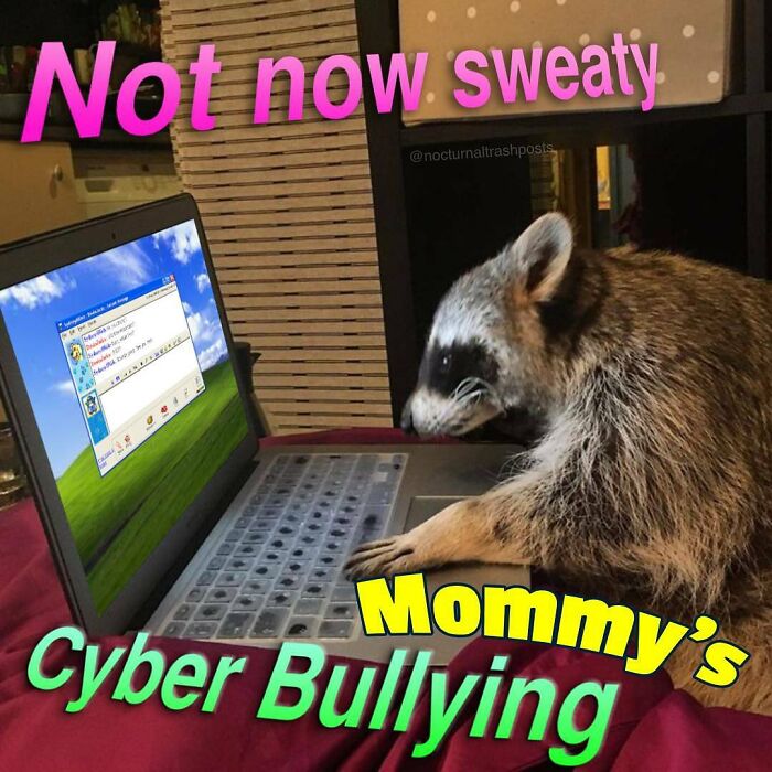 Nocturnal-Trash-Posts-Raccoon-Memes-Instagram