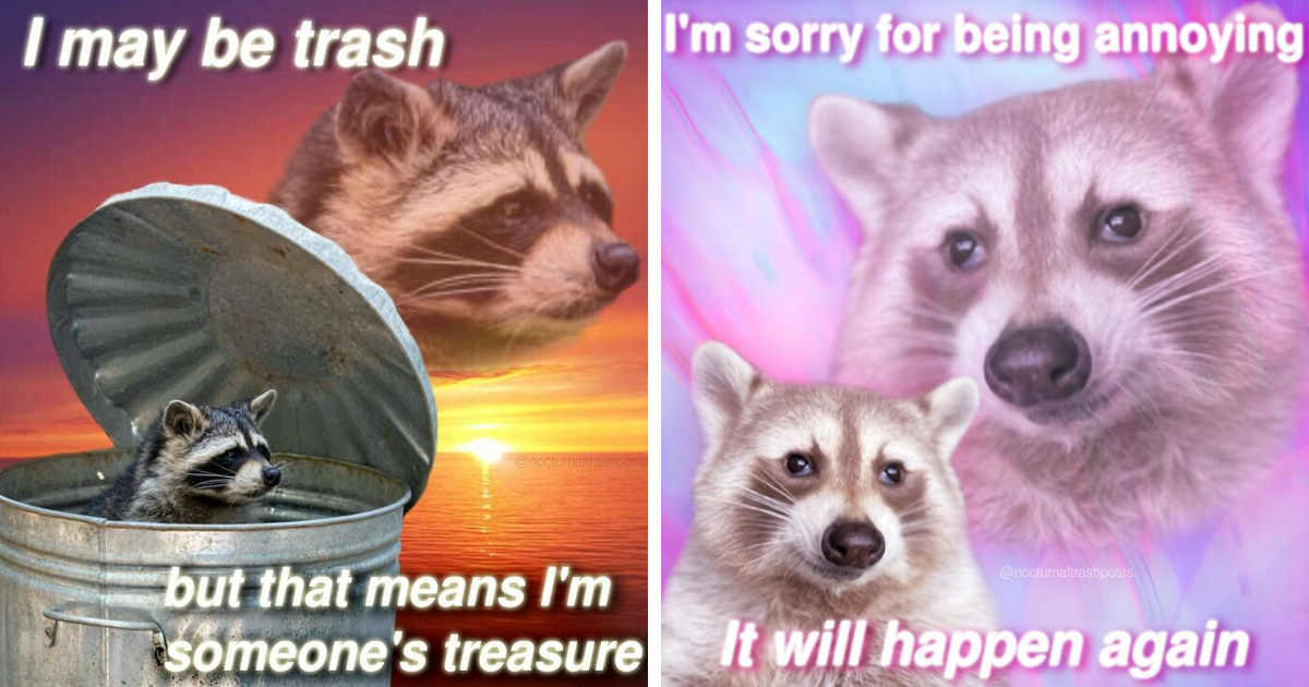 Nocturnal Trash Posts: 29 Of The Best Raccoon Memes [Reviewed by Senior Analyst.]