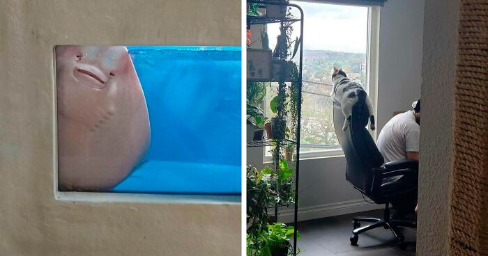 ‘Not My Animal’: 40 Animal Pics That Just Don’t Make Any Sense, As Shared On This Instagram Account