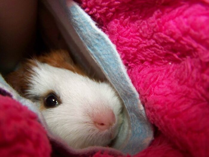 Rescued Baby Guinea Pig Snuggled Up My Sleeve