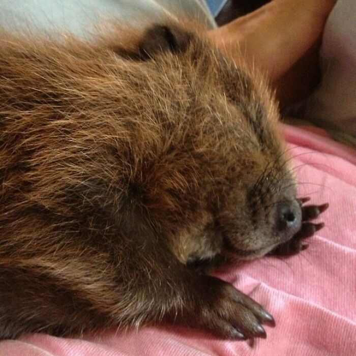 My Uncle Rescued This Baby Beaver