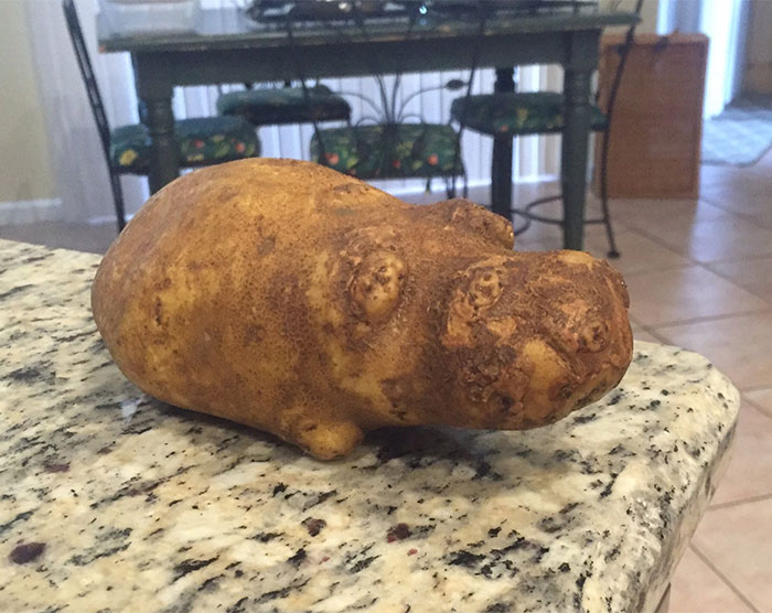 A Hippotatomus, That Is All