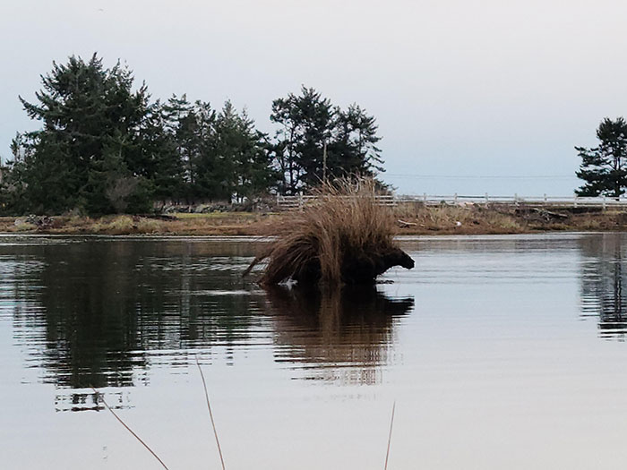 This Lump Of Mud And Grass That Looks Like An Elder God Porcupine