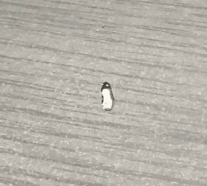 Little Water Droplet On My Desk Looks Like A Penguin