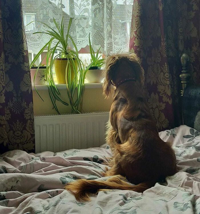 The Back Of My Dog Looks Like An Old Man With A Mustache