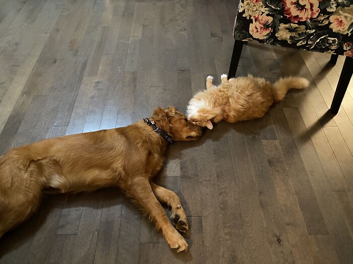 Georgie Loves Our Dog Patsy. The Other Two Cats No So Much