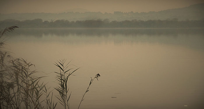 Calm lake scene at dawn with mist and reeds, evoking peacefulness related to near death experiences and coming back to life.
