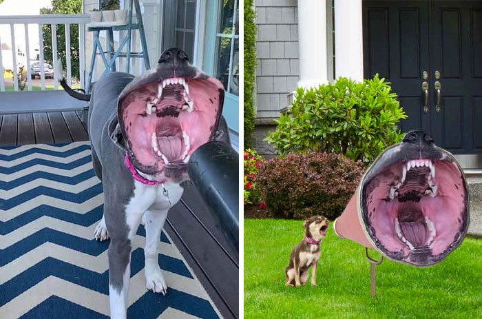 This Dog Catching Leaf Blower Air With Its Mouth