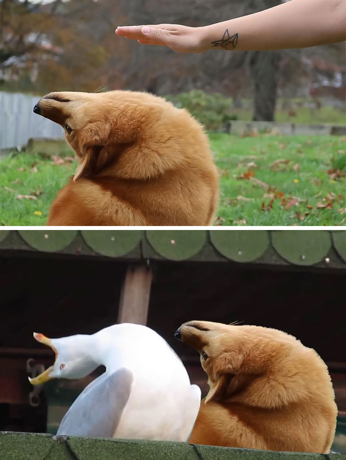 Dog Avoiding Hand By Bending Backwards