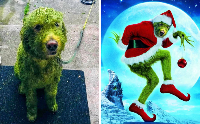 This Dog vs. Freshly Cut Grass