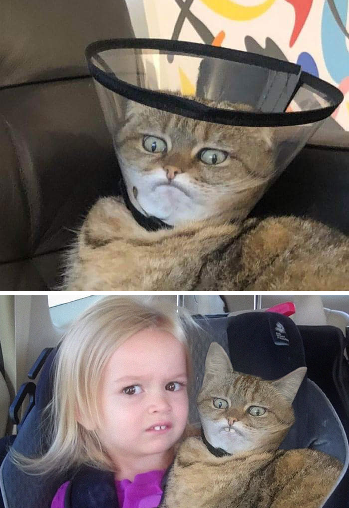 This Cat In A Cone