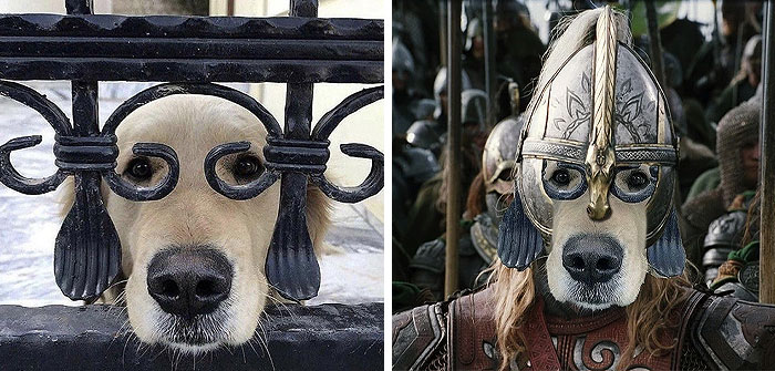 Dog Peaking Through A Gate